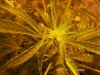 Flowering Week2_ (4).jpg