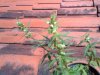 IMG-20120722-00453.jpg