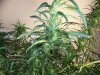 Next Grow O 018.jpg