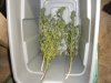 post harvest 1 day 007.jpg