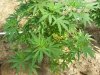 plant 001.jpg
