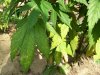 plant 002.jpg