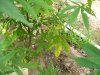 plant 003.jpg