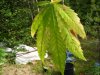 plant 004.jpg