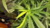 2012-07-23_17-50-59_445.jpg 2012-07-23_17-50-59_445.jpg