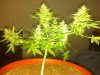 2012-07-23_18-07-47_419.jpg 2012-07-23_18-07-47_419.jpg