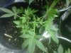 white russian lst.jpg