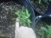 northern light x big bud auto.jpg