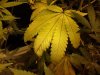 IMG_20120724_022411.jpg
