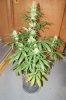 DSC00511.jpg