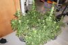 DSC00522.jpg