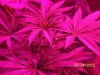 Grow 3 g 004.jpg
