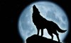 wolfHowl.jpg