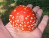 amanita1.jpg amanita1.jpg