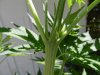 DSCN0280.jpg