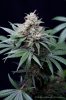 cannabis-spacedawg3-d51-4261.jpg