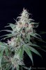 cannabis-spacedawg3-d51-4263.jpg