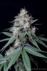 cannabis-spacedawg4-d51-4273.jpg