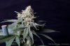 cannabis-spacedawg5-d51-4287.jpg