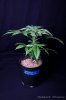 cannabis-harlequinX1-v41-4098.jpg