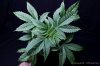 cannabis-harlequinX1-v41-4099.jpg