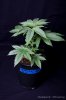 cannabis-harlequinX2-v41-4100.jpg