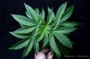 cannabis-harlequinX2-v41-4101.jpg
