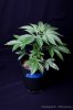 cannabis-harlequinX3-v41-4102.jpg