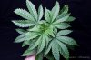 cannabis-harlequinX3-v41-4103.jpg