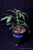cannabis-harlequinX4-v41-4104.jpg