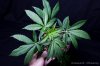 cannabis-harlequinX4-v41-4105.jpg