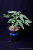 cannabis-harlequinX5-v41-4107.jpg