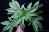 cannabis-harlequinX5-v41-4108.jpg