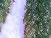 leaf6.jpg