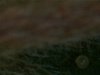 white dot.jpg white dot.jpg