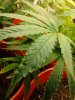 messed up plants 002.jpg