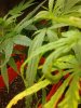 messed up plants 001.jpg