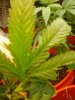 messed up plants 003.jpg messed up plants 003.jpg