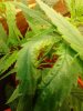 messed up plants 004.jpg