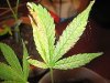 220px-Spint_op_Cannabis_Sativa.jpg