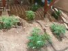 7-27-2012 002.jpg