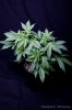 cannabis-harlequinX1-v51-4163.jpg