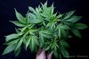 cannabis-harlequinX1-v51-4164.jpg