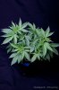 cannabis-harlequinX2-v51-4167.jpg