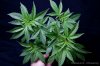 cannabis-harlequinX2-v51-4168.jpg