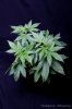 cannabis-harlequinX3-v51-4172.jpg