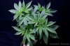 cannabis-harlequinX3-v51-4173.jpg