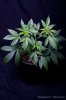 cannabis-harlequinX4-v51-4176.jpg