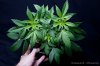 cannabis-harlequinX4-v51-4177.jpg