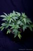 cannabis-harlequinX5-v51-4180.jpg